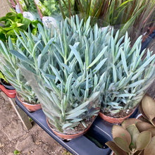 Load image into Gallery viewer, Curio Ficoides 'Mount Everest' (Skyscraper Senecio)