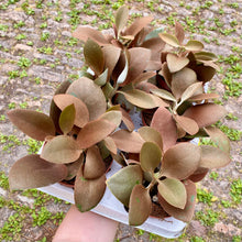 Load image into Gallery viewer, Kalanchoe Orgyalis 'Copper Spoon Plant'