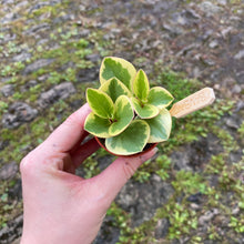 Load image into Gallery viewer, Baby Peperomia Obtipan Bicolor