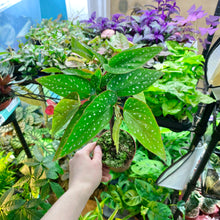 Load image into Gallery viewer, Begonia Tamaya Maculata