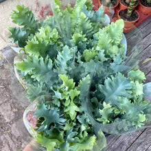 Load image into Gallery viewer, Phlebodium Aureum 'Davana'