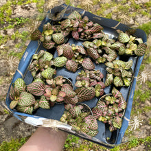 Load image into Gallery viewer, Baby Fittonia (Pink)