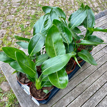 Load image into Gallery viewer, Strelitzia Reginae 'Orange Bird of Paradise'