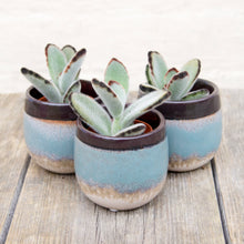 Load image into Gallery viewer, Kalanchoe Tomentosa 'Panda Plant'