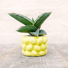 Load image into Gallery viewer, Lemon Plant Pot