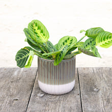 Load image into Gallery viewer, Maranta 'Lemon Lime' (Prayer Plant)