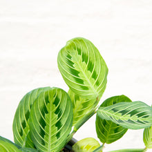 Load image into Gallery viewer, Maranta 'Lemon Lime' (Prayer Plant)