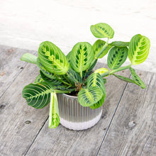 Load image into Gallery viewer, Maranta 'Lemon Lime' (Prayer Plant)