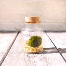 Load image into Gallery viewer, Marimo Moss Ball Terrarium