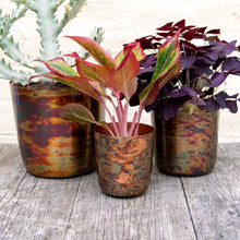 Load image into Gallery viewer, Metallic Contrast Plant Pot