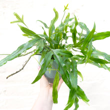 Load image into Gallery viewer, Microsorum Diversifolium 'Kangaroo Fern'