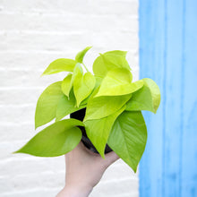 Load image into Gallery viewer, Pothos Collection: Marble Queen, Happy Leaf, Neon & Global Green
