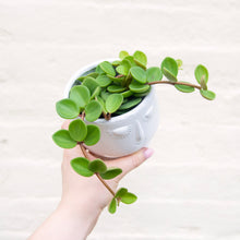 Load image into Gallery viewer, Peperomia 'Hope'