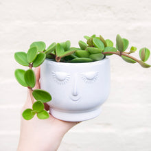 Load image into Gallery viewer, Peperomia 'Hope'