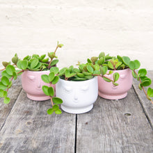 Load image into Gallery viewer, Peperomia 'Hope'