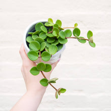 Load image into Gallery viewer, Peperomia 'Hope'