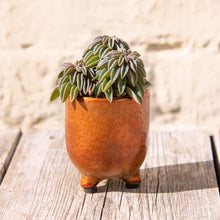Load image into Gallery viewer, Peperomia 'Silver Spark'