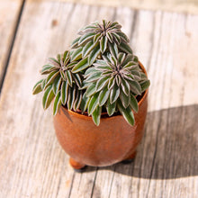 Load image into Gallery viewer, Peperomia 'Silver Spark'