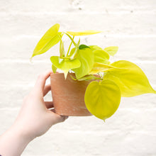 Load image into Gallery viewer, Philodendron 'Lemon Lime'