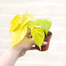 Load image into Gallery viewer, Philodendron 'Lemon Lime'