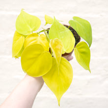 Load image into Gallery viewer, Philodendron 'Lemon Lime'