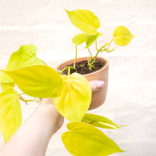 Load image into Gallery viewer, Philodendron 'Lemon Lime'