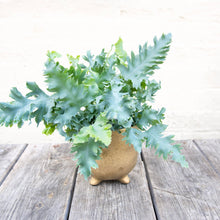 Load image into Gallery viewer, Phlebodium Aureum 'Davana'