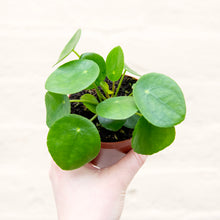 Load image into Gallery viewer, Pilea Peperomioides 'Chinese Money Plant' (2 sizes)