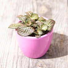 Load image into Gallery viewer, Baby Fittonia (Pink)