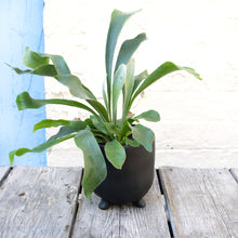Load image into Gallery viewer, Platycerium 'Staghorn Fern'