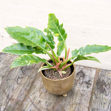 Load image into Gallery viewer, Philodendron 'Ring of Fire'