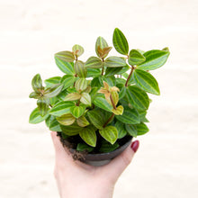 Load image into Gallery viewer, Peperomia Angulata 'Rocca Scuro'