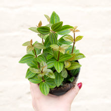 Load image into Gallery viewer, Peperomia Angulata 'Rocca Scuro'