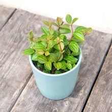 Load image into Gallery viewer, Peperomia Angulata 'Rocca Scuro'