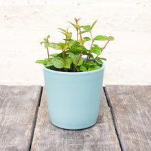 Load image into Gallery viewer, Peperomia Angulata 'Rocca Scuro'