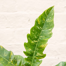 Load image into Gallery viewer, Philodendron 'Ring of Fire'