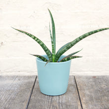 Load image into Gallery viewer, Sansevieria Trifasciata 'Megan'
