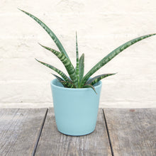 Load image into Gallery viewer, Sansevieria Trifasciata 'Megan'