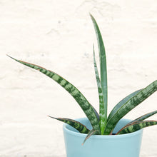 Load image into Gallery viewer, Sansevieria Trifasciata 'Megan'