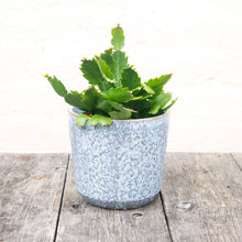 Load image into Gallery viewer, Schlumbergera 'Thanksgiving Cactus'