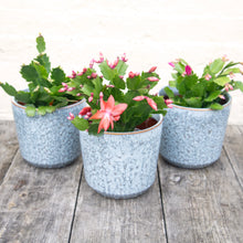 Load image into Gallery viewer, Schlumbergera 'Thanksgiving Cactus'