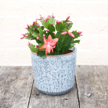 Load image into Gallery viewer, Schlumbergera 'Thanksgiving Cactus'