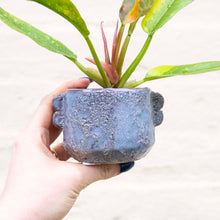 Load image into Gallery viewer, Shay Ceramic Plant Pot