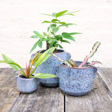 Load image into Gallery viewer, Shay Ceramic Plant Pot