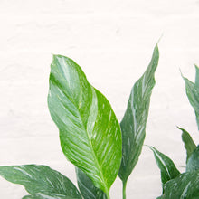 Load image into Gallery viewer, Spathiphyllum Diamond 'Variegated Peace Lily'