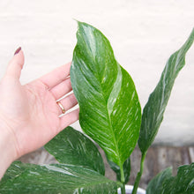 Load image into Gallery viewer, Spathiphyllum Diamond 'Variegated Peace Lily'