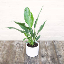 Load image into Gallery viewer, Spathiphyllum Diamond 'Variegated Peace Lily'