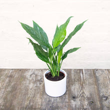 Load image into Gallery viewer, Spathiphyllum Diamond 'Variegated Peace Lily'