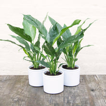 Load image into Gallery viewer, Spathiphyllum Diamond 'Variegated Peace Lily'