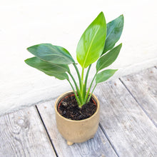 Load image into Gallery viewer, Strelitzia Reginae 'Orange Bird of Paradise'